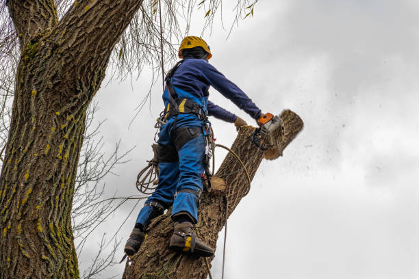 Best Local Tree Services  in Tehaleh, WA